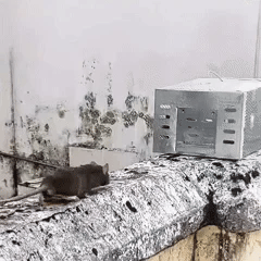 Piège à souris automatique à plusieurs prises et à entrée silencieuse