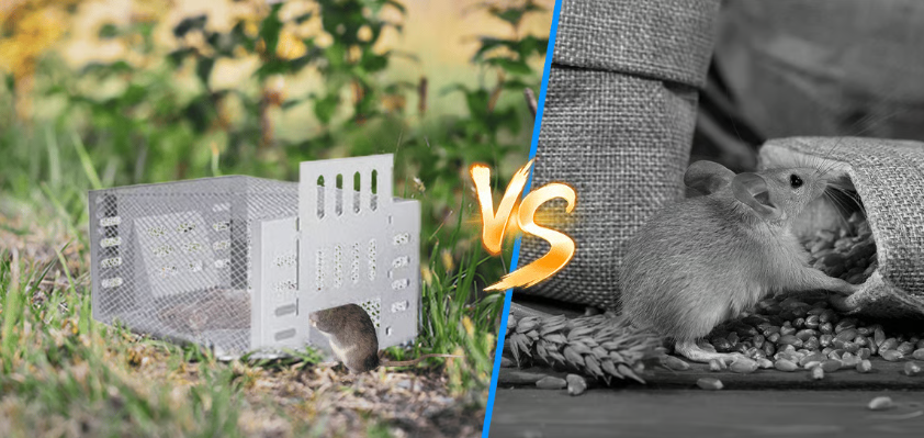 Piège à souris automatique à plusieurs prises et à entrée silencieuse